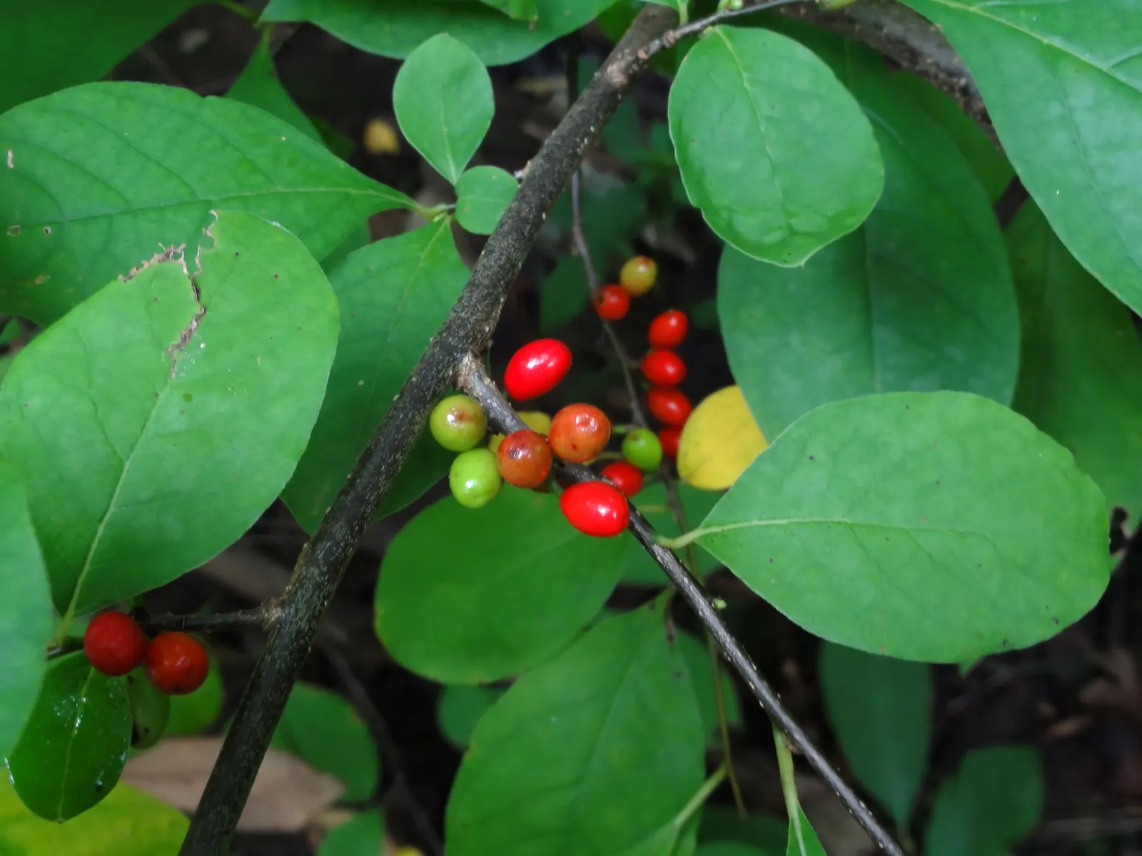 Spice Bush (Lindera Benzoin) — it attracts beneficial wildlife; notable for its aromatic yellow flowers in early spring and vibrant red berries in fall (on