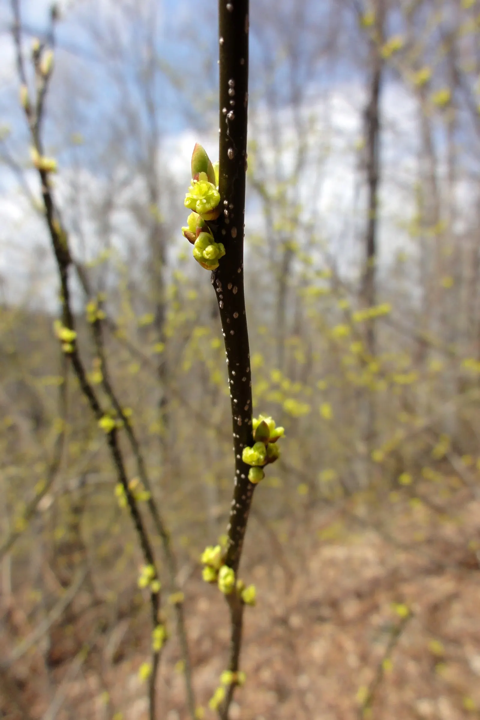 Spice Bush (Lindera Benzoin) — yellow flowers in the garden