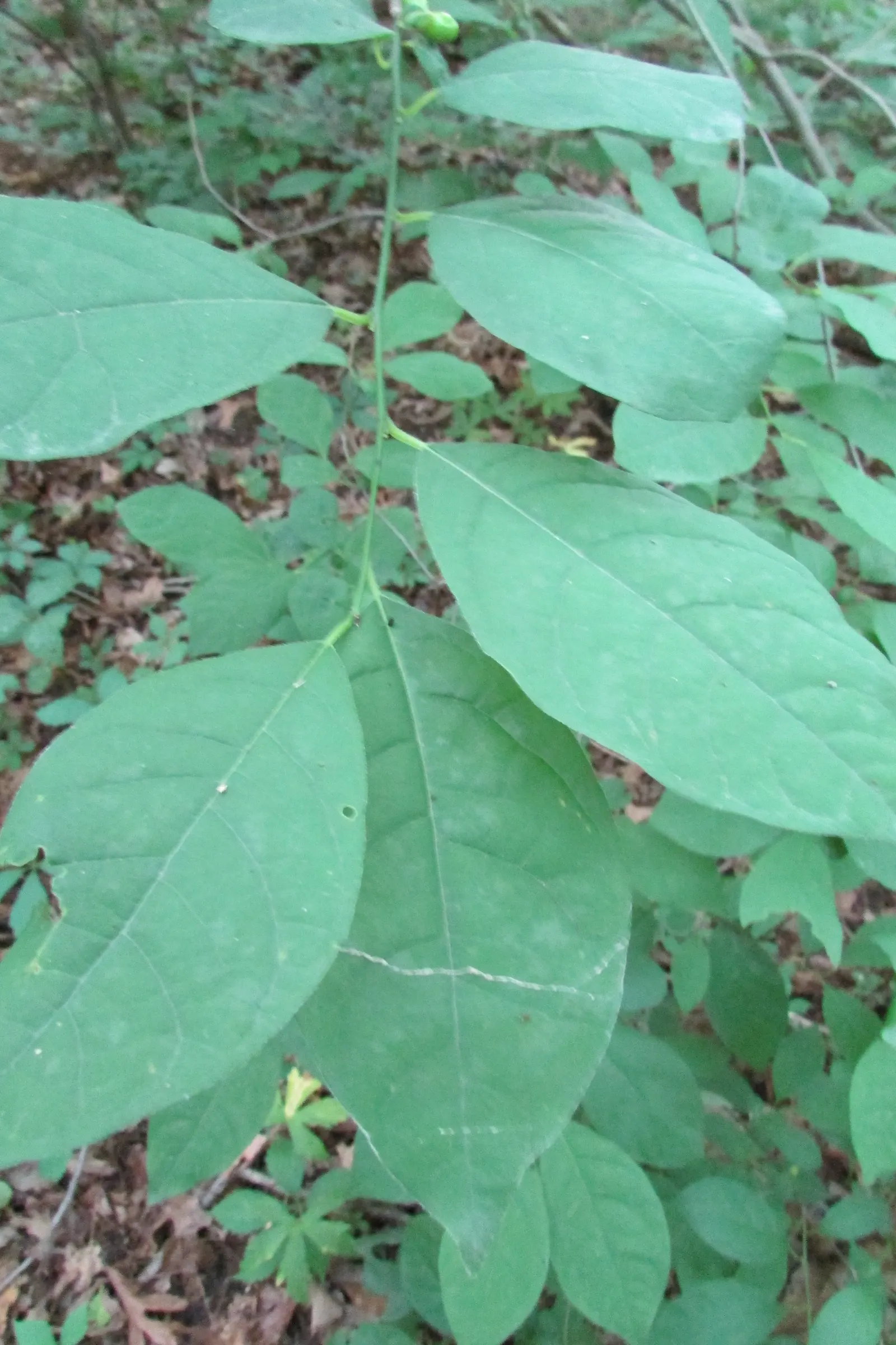 Spice Bush (Lindera Benzoin) — approximately 1/2 inch long