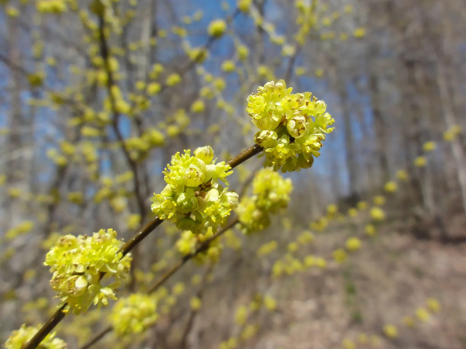 Spice Bush (Lindera Benzoin) — offering extended visual interest; lending an additional layer of dynamic life to the garden setting