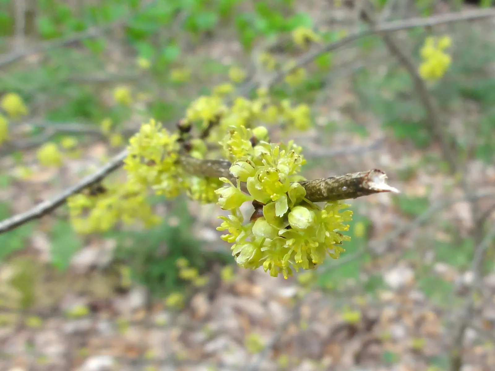 Spice Bush (Lindera Benzoin) — notably birds like the Eastern Bluebird and American Robin.<br><br>The plant's leaves; notable for its aromatic yellow flowers
