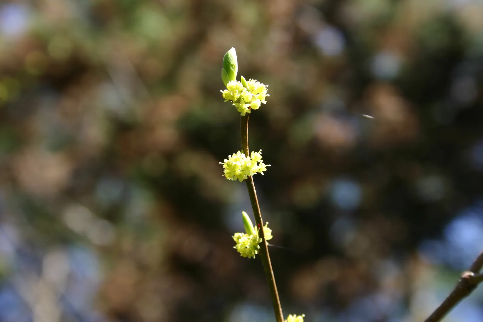 Spice Bush (Lindera Benzoin) — It is renowned for its multi-seasonal interest and utility in landscape design; this bush typically grows to a height of 6 to 12