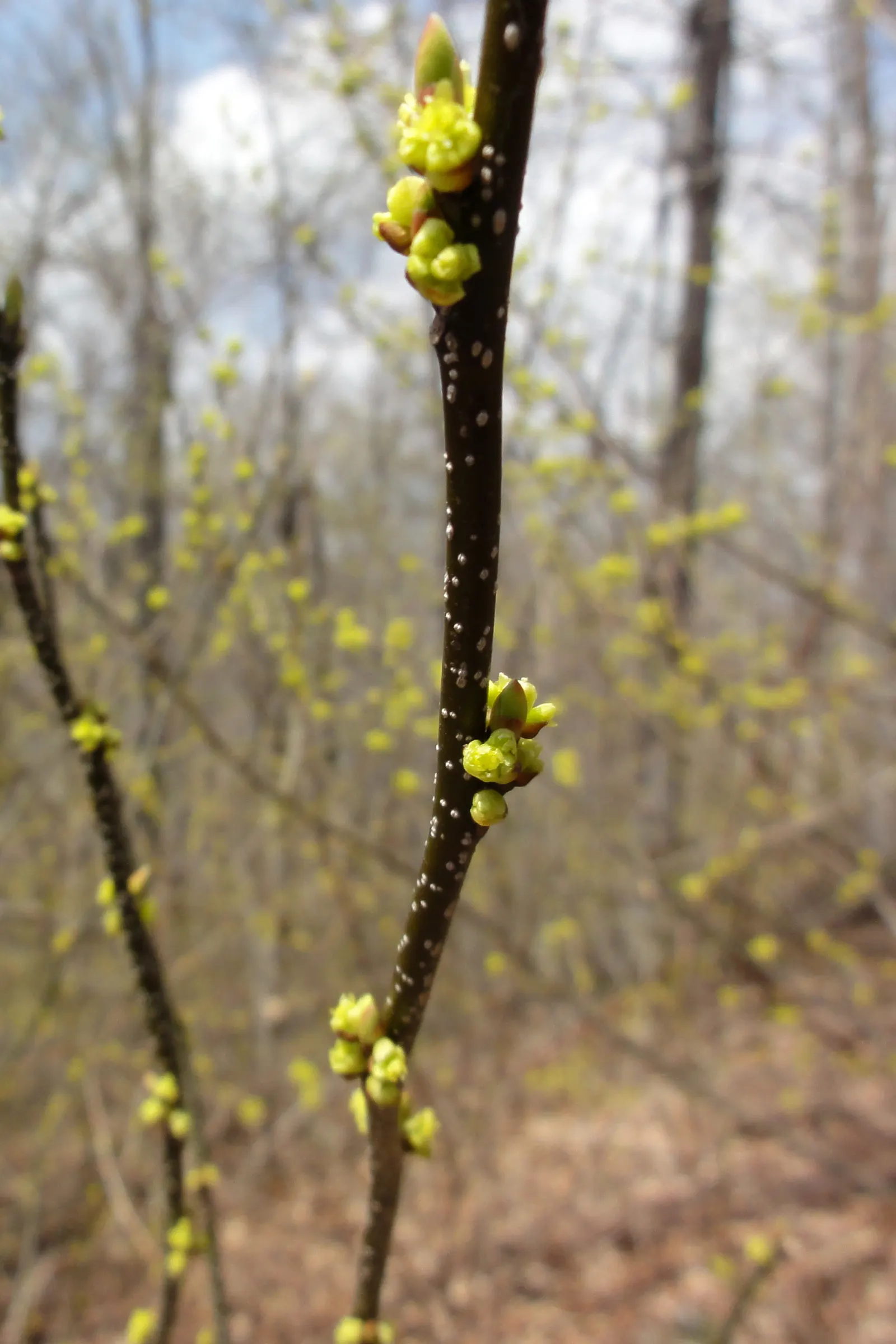 Spice Bush (Lindera Benzoin) — well-drained soils with an acidic to neutral pH; this bush typically grows to a height of 6 to 12 feet with a similar spread