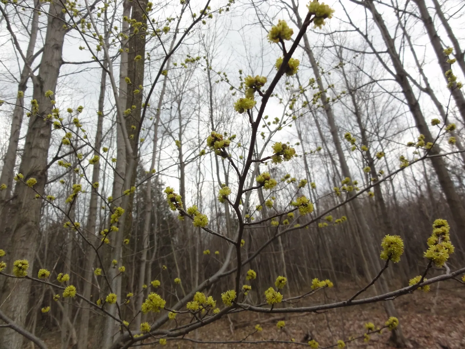 Spice Bush (Lindera Benzoin) — This bush typically grows to a height of 6 to 12 feet with a similar spread
