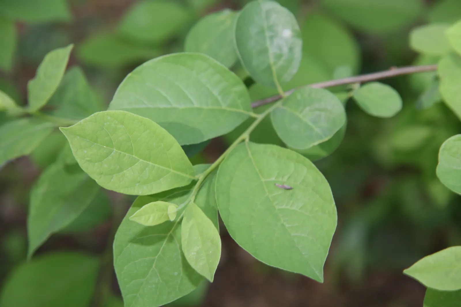 Spice Bush (Lindera Benzoin) — It reaches 6-12 feet in height, with an equal spread; this bush typically grows to a height of 6 to 12 feet with a similar spread