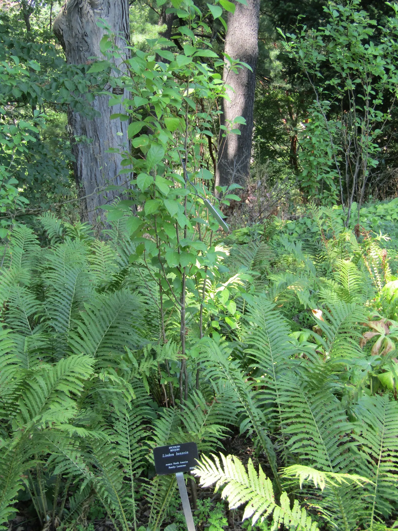Spice Bush (Lindera Benzoin) — shrub / tree for full or half