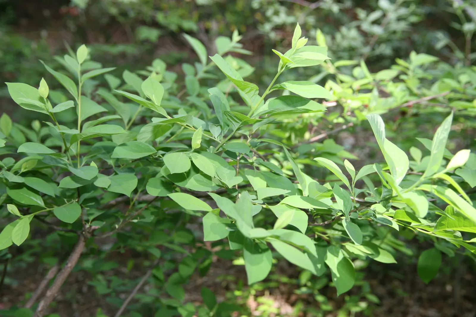 Spice Bush (Lindera Benzoin) — light yellow flowers that blossom in early spring; lending an additional layer of dynamic life to the garden setting