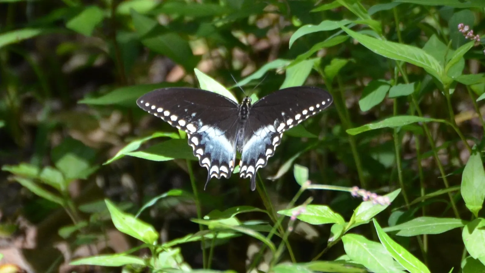 Spice Bush (Lindera Benzoin) — approximately 1/2 inch long; which grow to about 2 to 6 inches in length