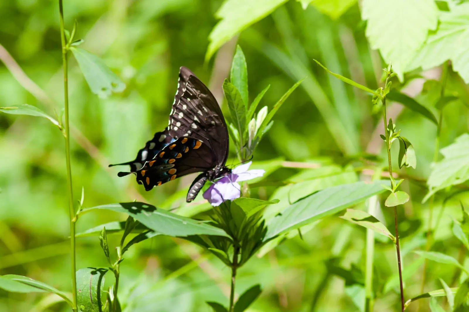 Spice Bush (Lindera Benzoin) — which persist into the late summer and are a valuable food source for wildlife