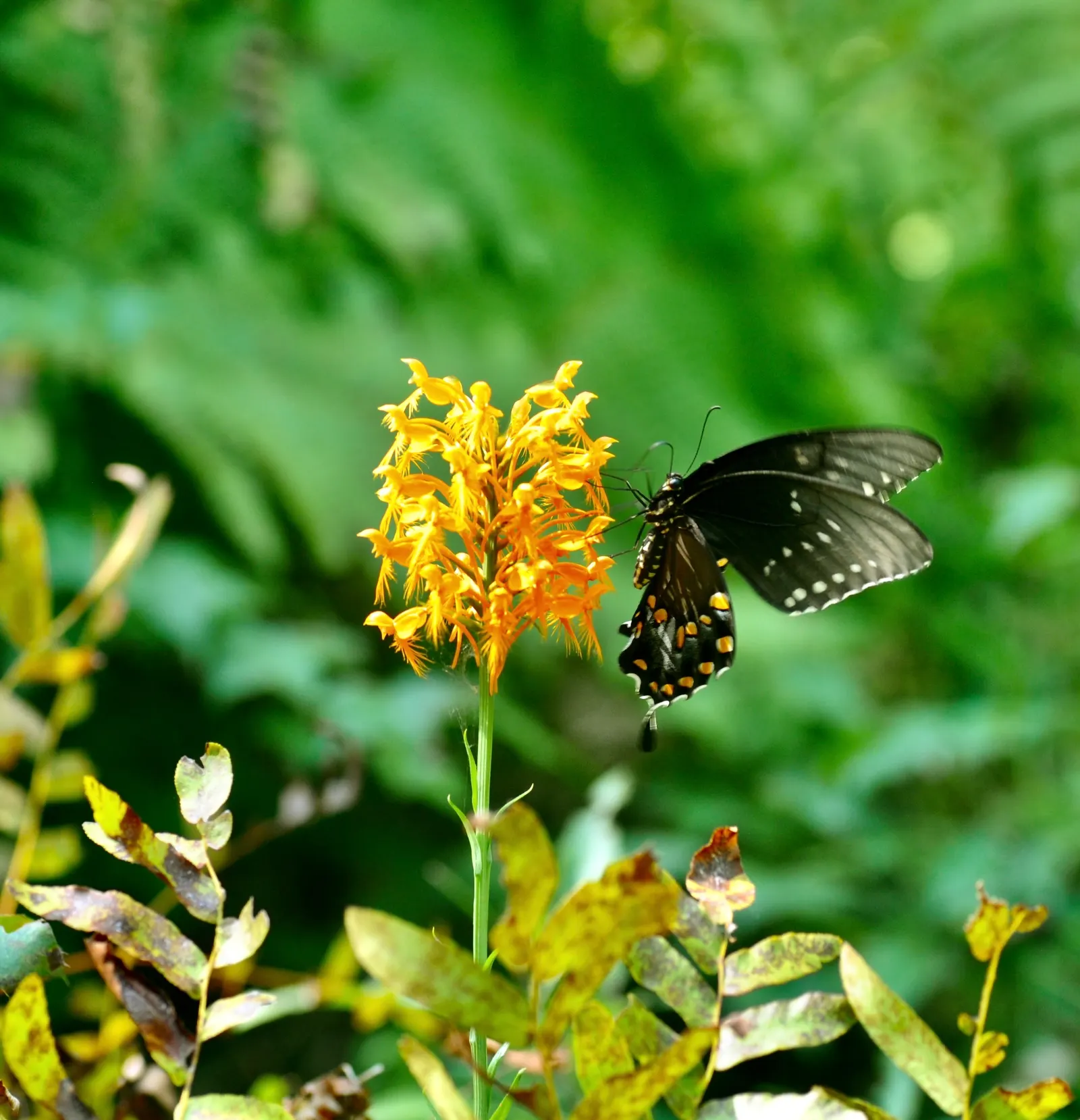Spice Bush (Lindera Benzoin) — It reaches 6-12 feet in height, with an equal spread