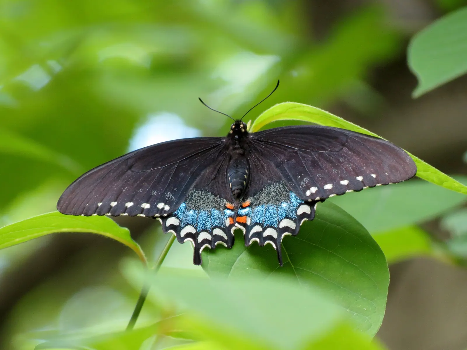 Spice Bush (Lindera Benzoin) — scientifically named Lindera benzoin; which grow to about 2 to 6 inches in length