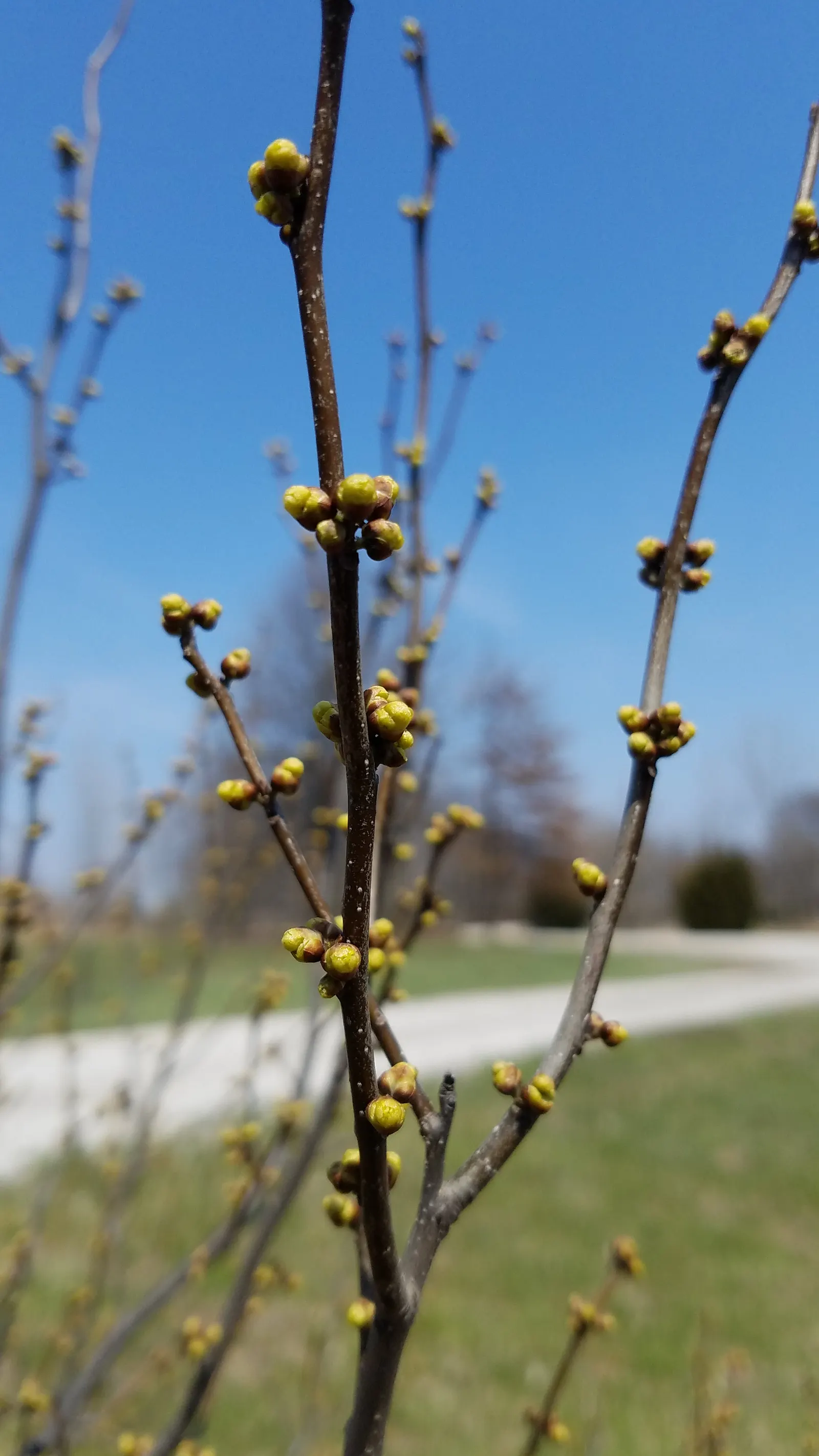 Spice Bush (Lindera Benzoin) — These flowers, about 1/2 inch in size, are arranged in clusters and are striking against the bare stems