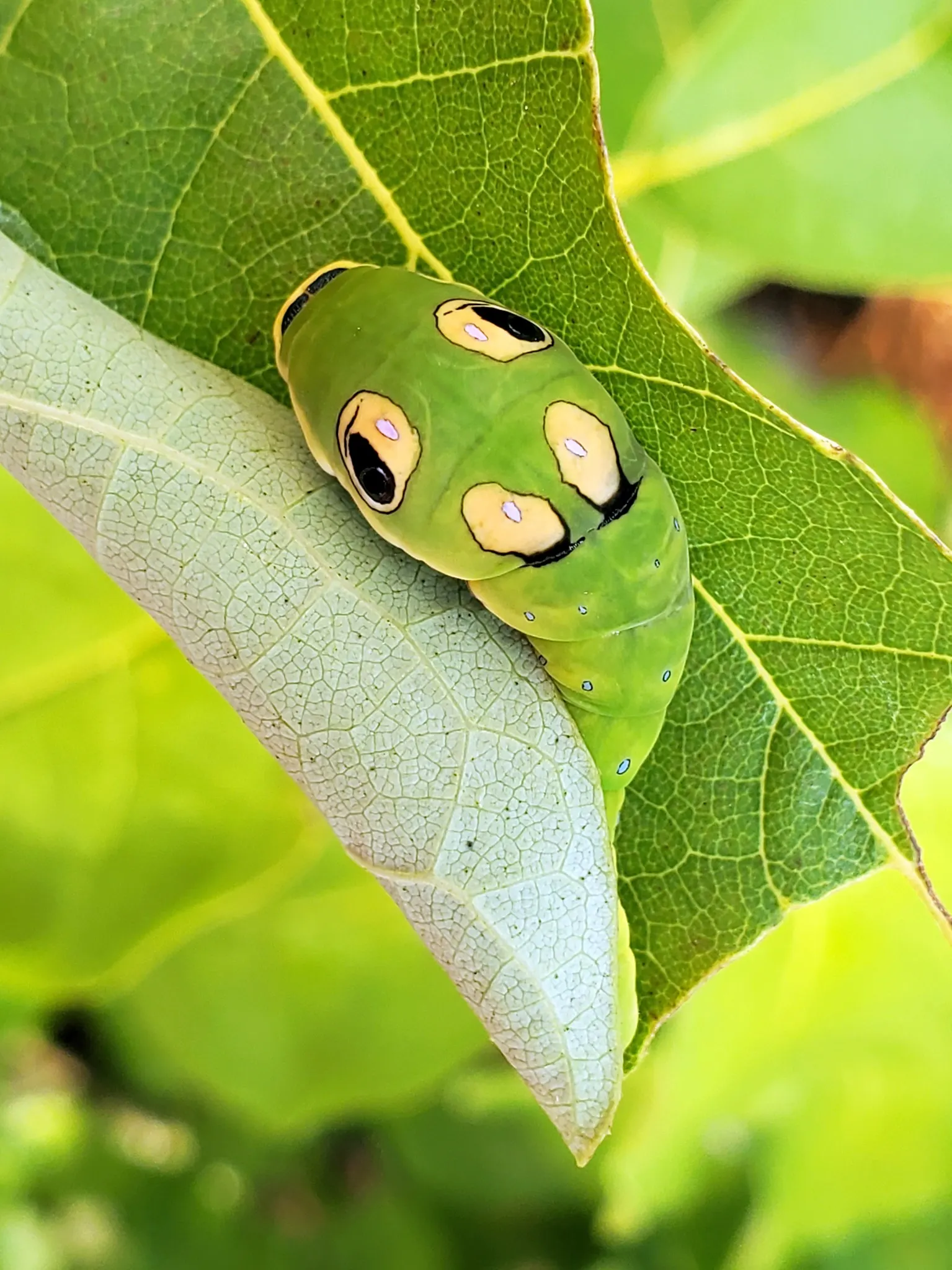 Spice Bush (Lindera Benzoin) — is a versatile and aromatic deciduous shrub; lending an additional layer of dynamic life to the garden setting