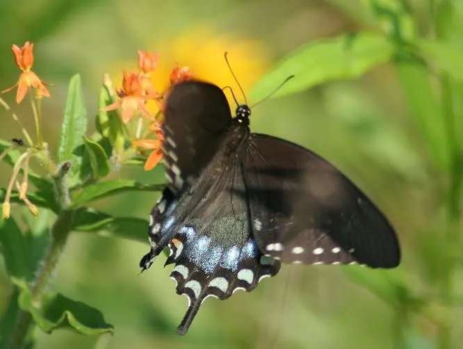 Spice Bush (Lindera Benzoin) — which persist into the late summer and are a valuable food source for wildlife; lending an additional layer of dynamic life to