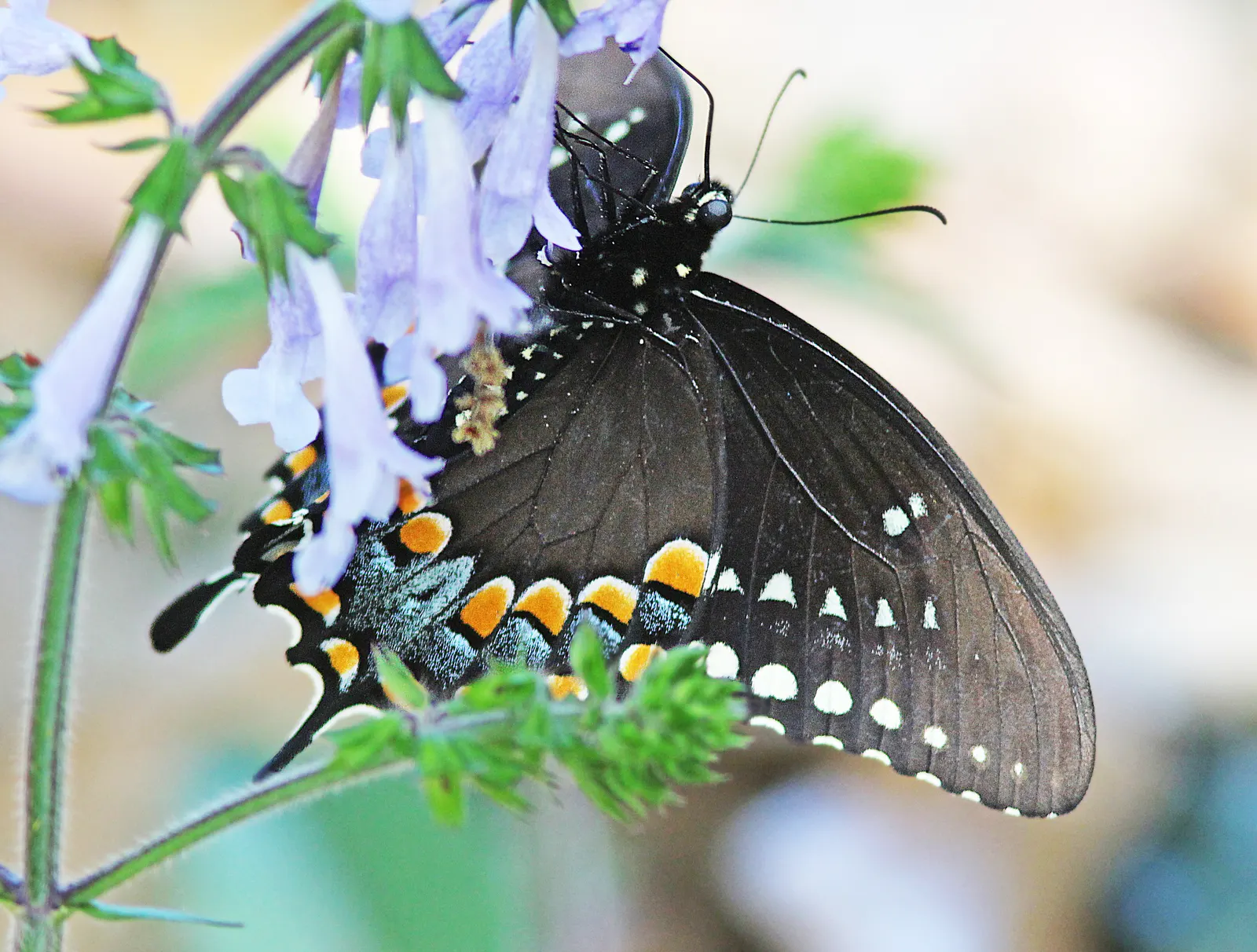 Spice Bush (Lindera Benzoin) — as it serves as a host plant for the Spicebush Swallowtail butterfly; lending an additional layer of dynamic life to the garden