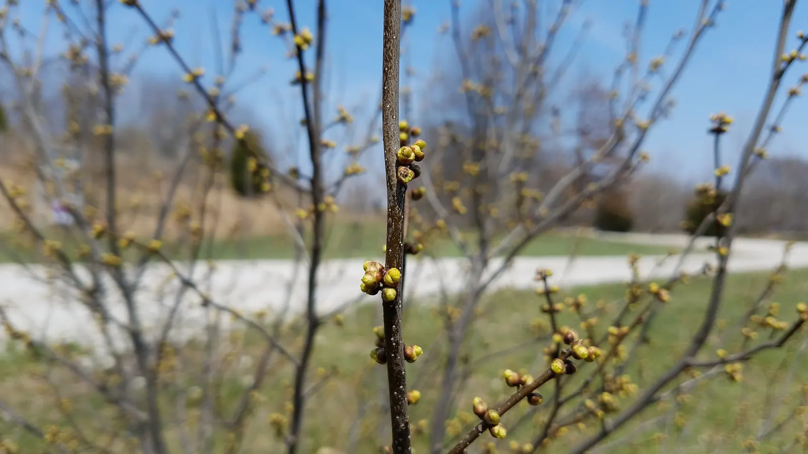 Spice Bush (Lindera Benzoin) — notably birds like the Eastern Bluebird and American Robin.<br><br>The plant's leaves
