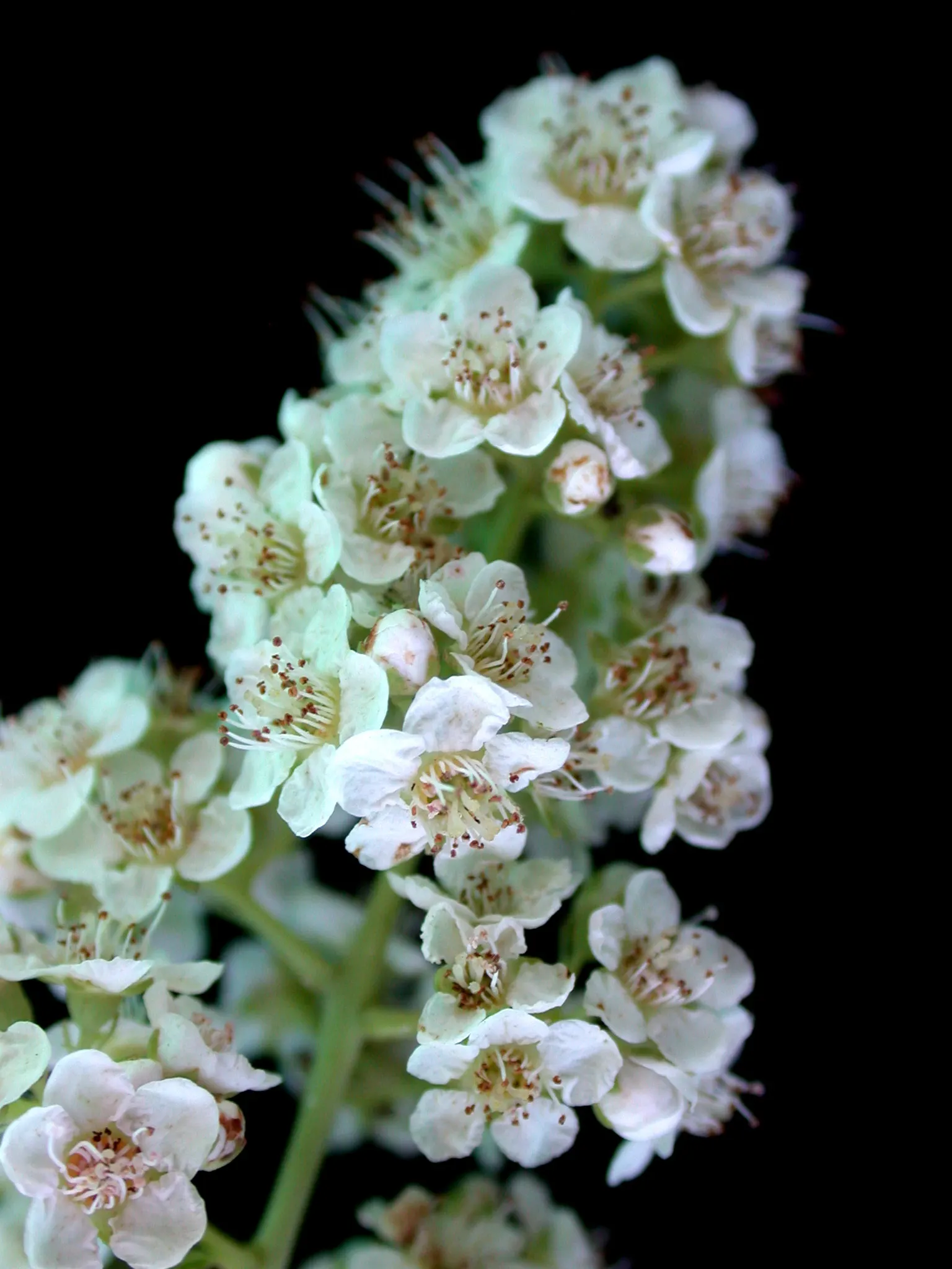 White Meadowsweet (Spiraea Alba) — cone-shaped clusters of white blossoms