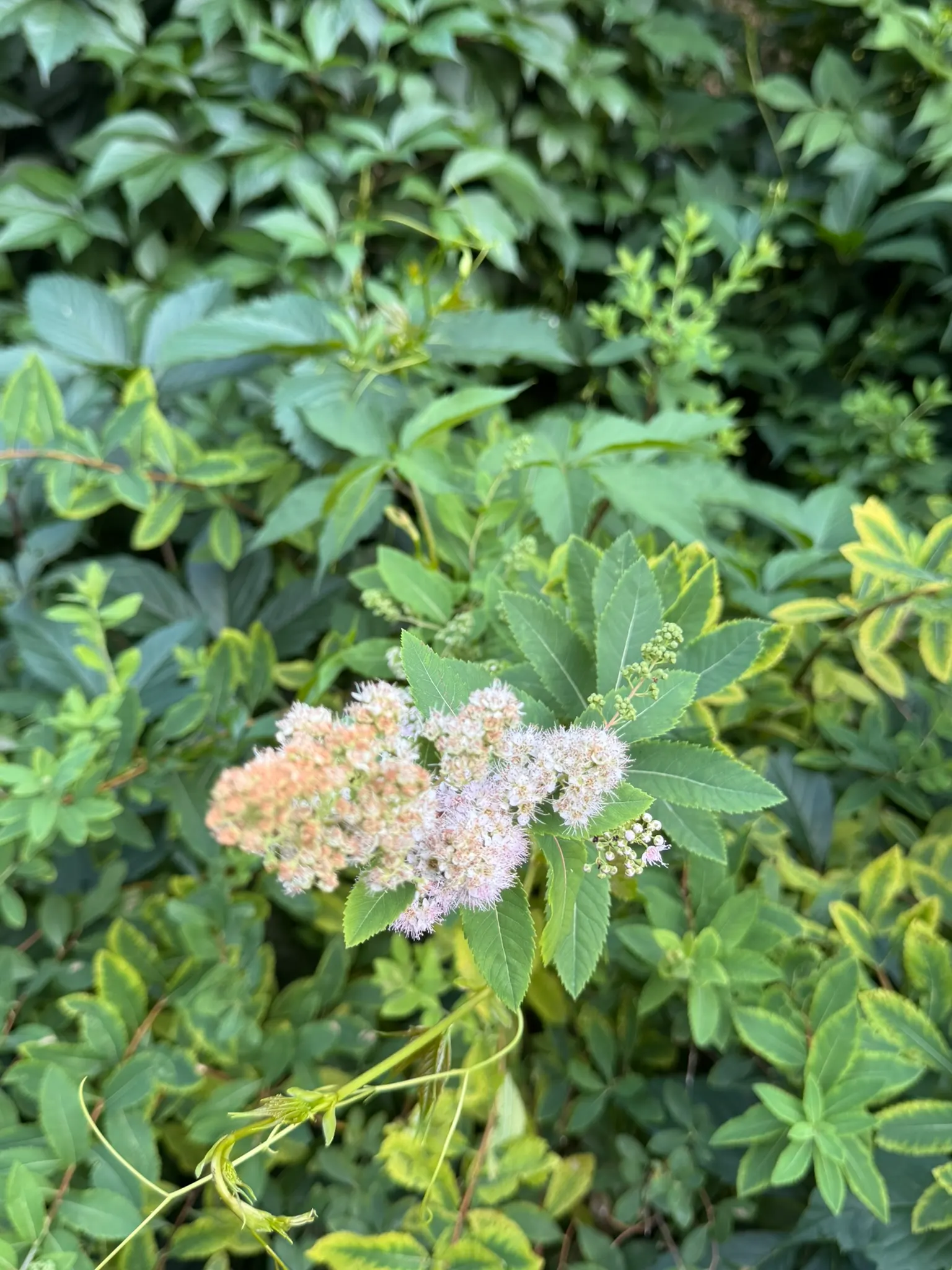 White Meadowsweet (Spiraea Alba) — commonly known as White Meadowsweet