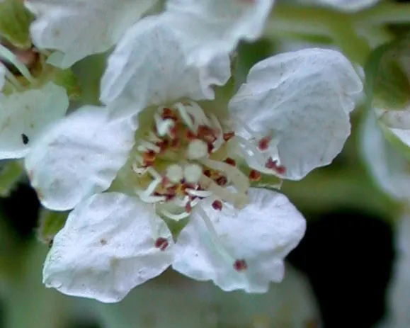 White Meadowsweet (Spiraea Alba) — It typically attains a height of 2 to 4 feet with a spread of 2 to 5 feet