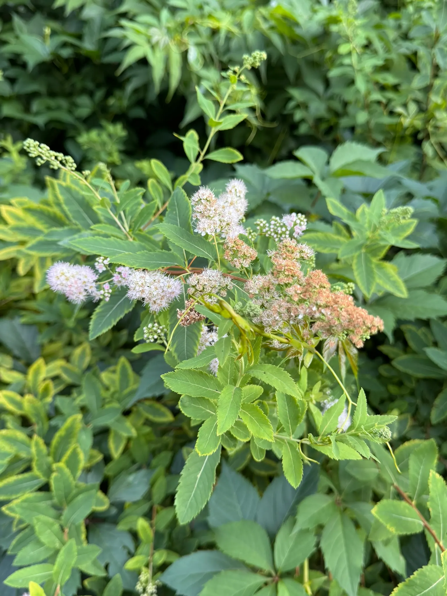 White Meadowsweet (Spiraea Alba) — White Meadowsweet (Spiraea alba) is a North American native deciduous shrub, thriving in zones 3-8