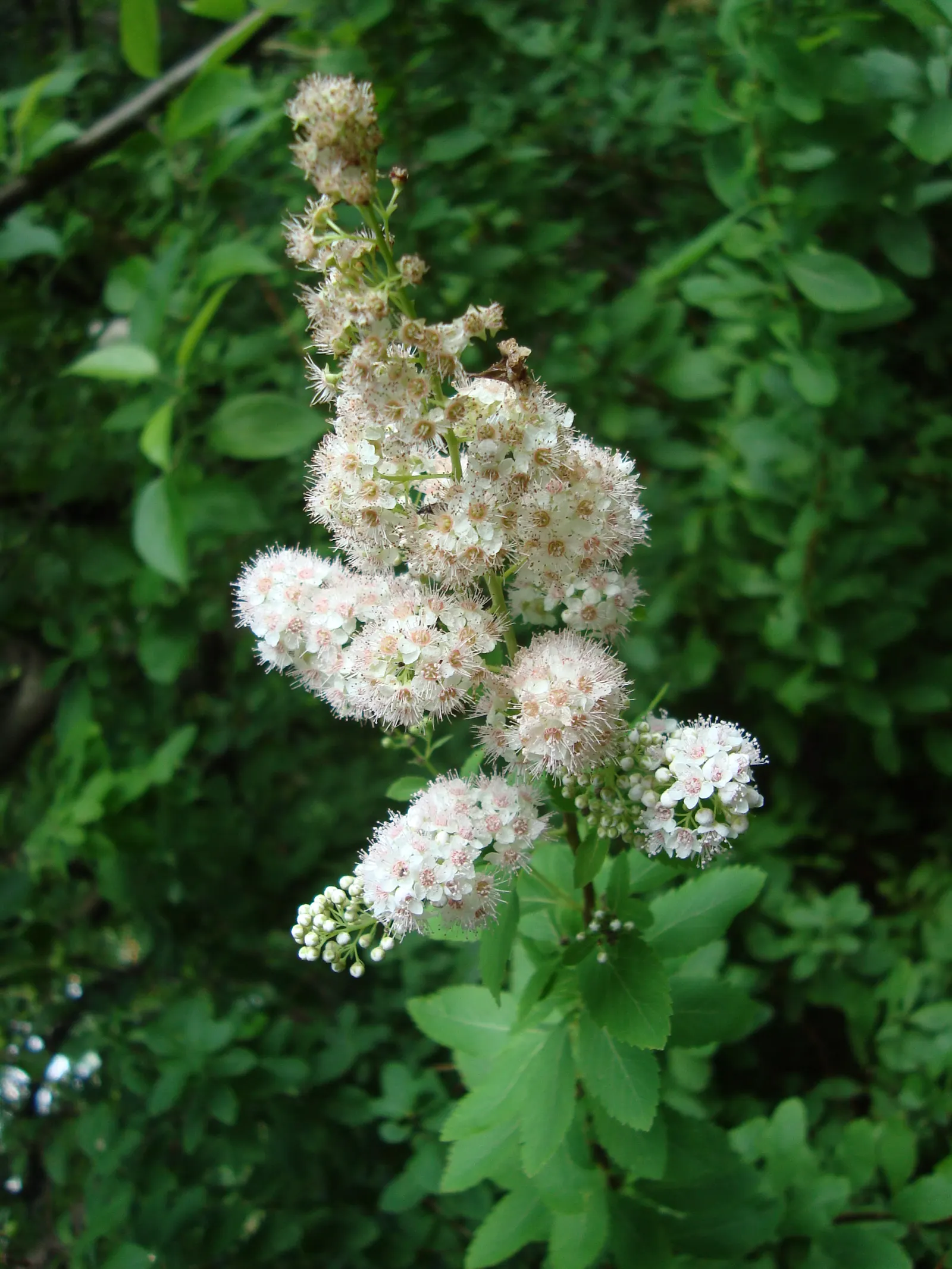 White Meadowsweet (Spiraea Alba) — presenting a naturally rounded shape ideal for border plantings