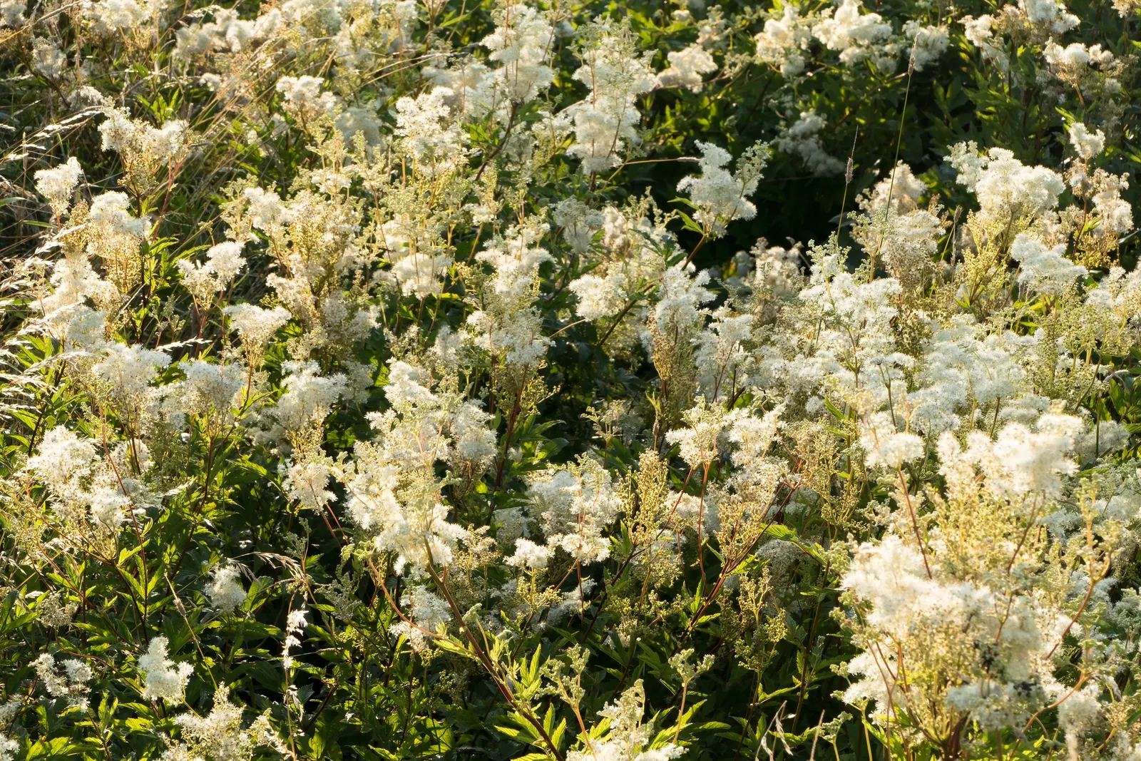 White Meadowsweet (Spiraea Alba) — it reaches 2-4 feet in height and spreads approximately 2-4 feet wide