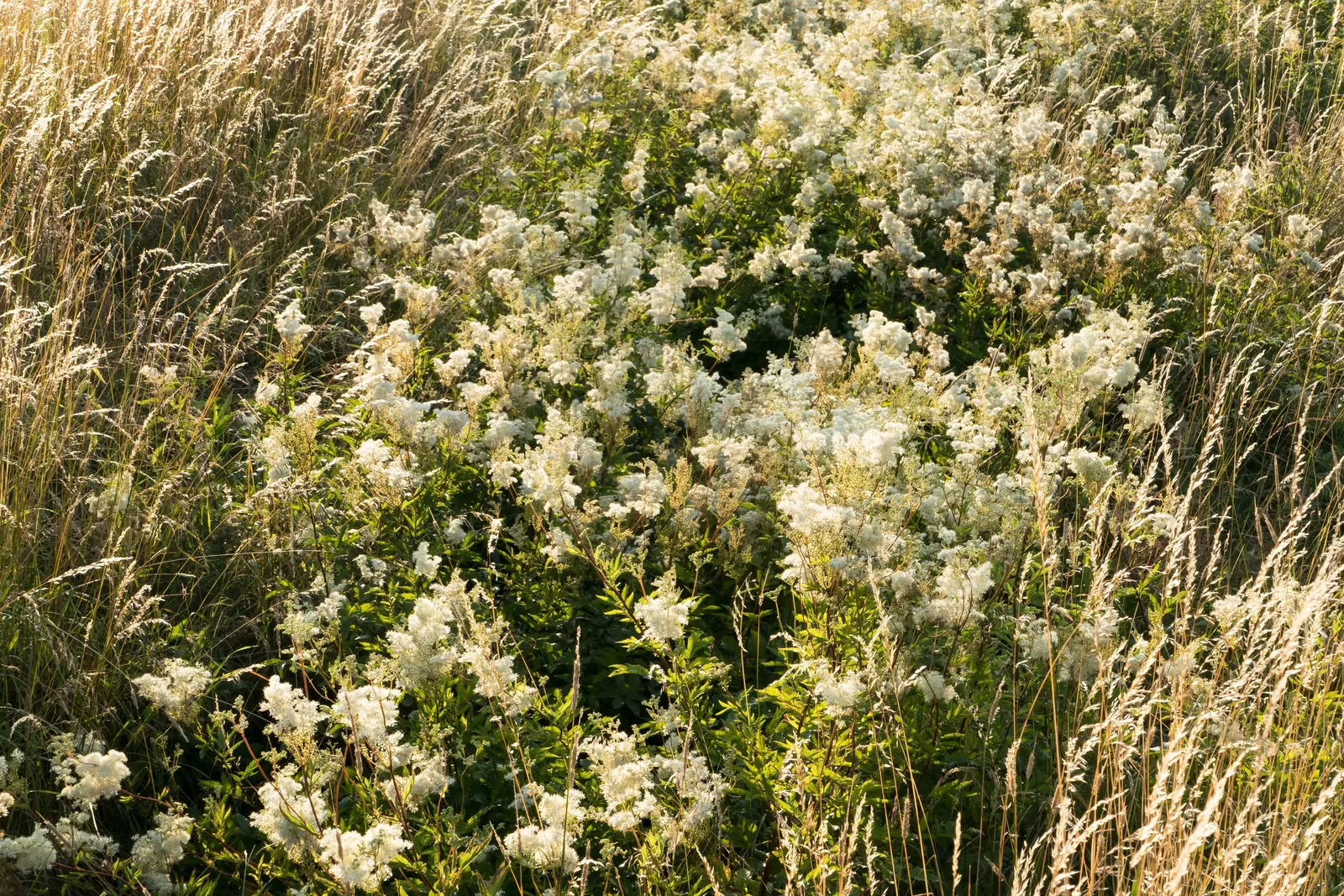 White Meadowsweet (Spiraea Alba) — This low-maintenance plant attracts pollinators