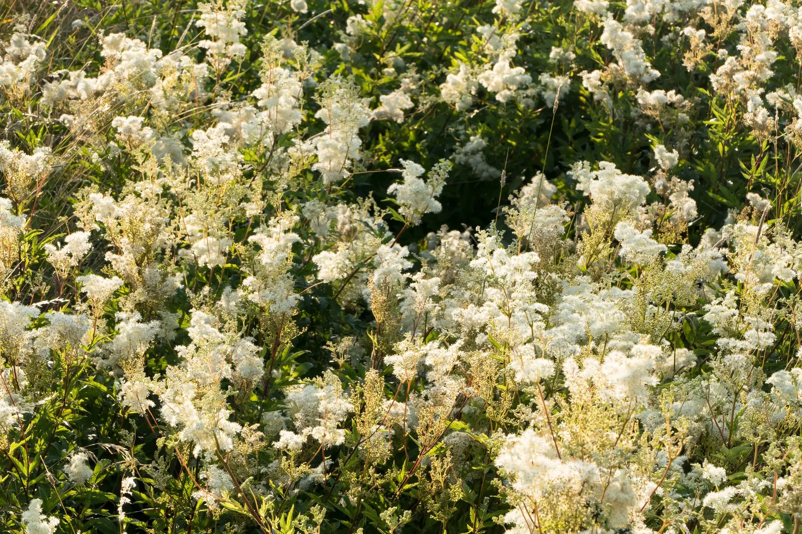 White Meadowsweet (Spiraea Alba) — Preferring full sun to partial shade and moist conditions, it's ideal for rain gardens