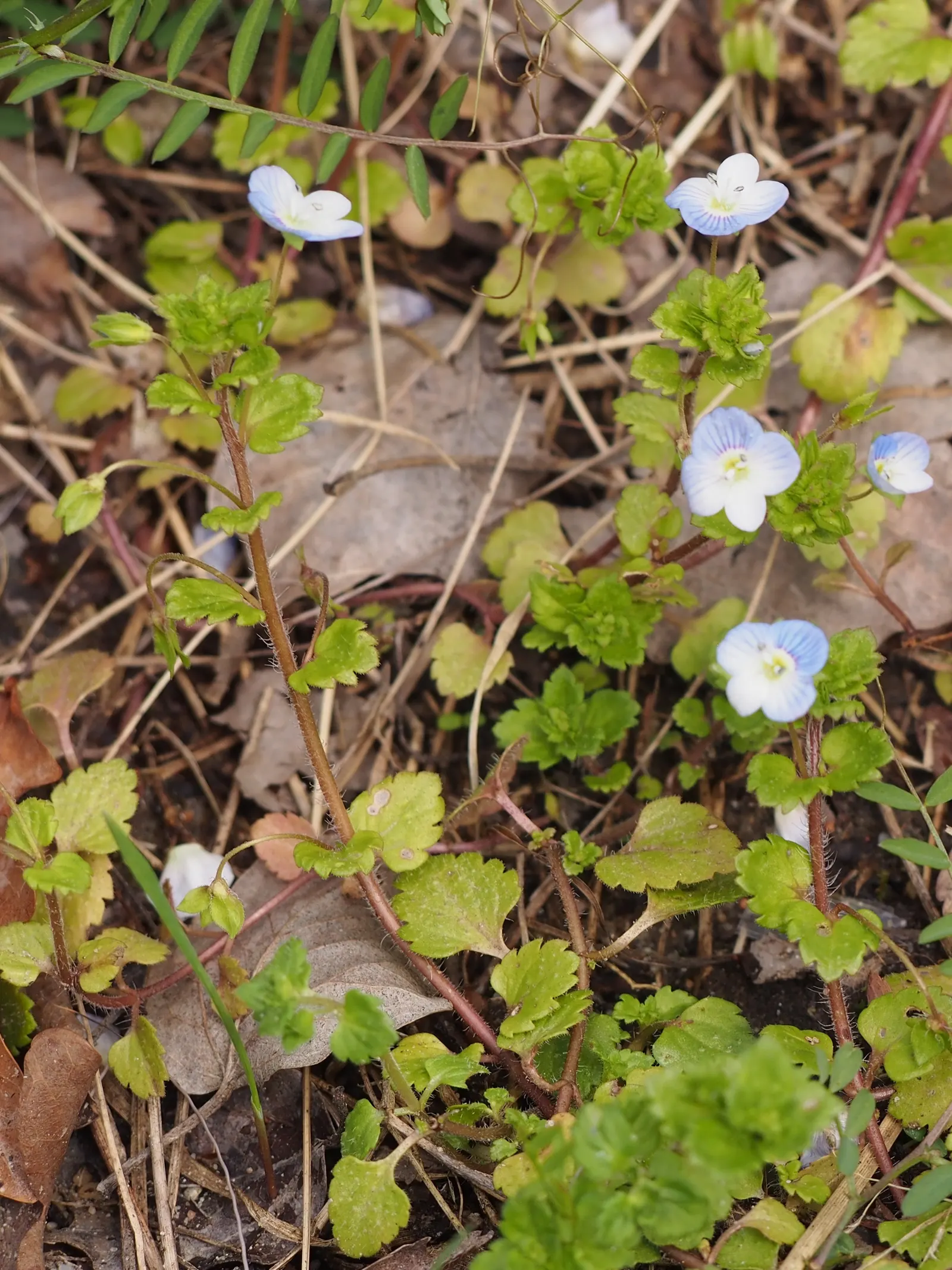Speedwell (Veronica Repens) — Thriving in USDA zones 6-9, it prefers full sun to partial shade and well-draining soil; with a spreading habit that, image 90