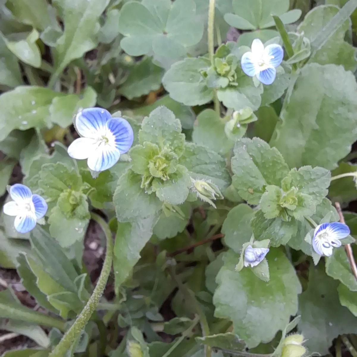 Speedwell (Veronica Repens) — or blanket slope areas where erosion control is desired; making it an excellent choice for a variety of landscape, image 79