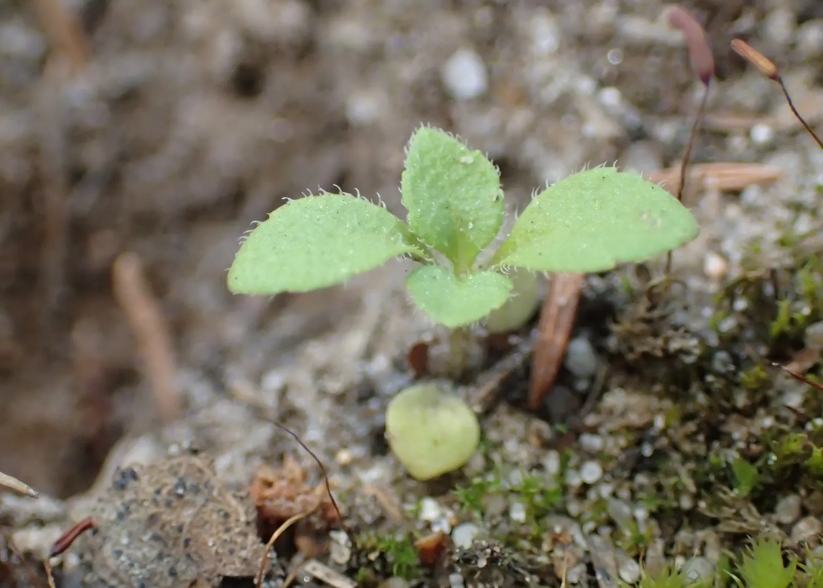 Speedwell (Veronica Repens) — Thriving in USDA zones 6-9, it prefers full sun to partial shade and well-draining soil; with a spreading habit that, image 62