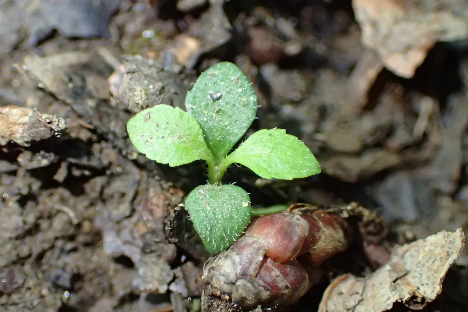 Speedwell (Veronica Repens) — perennial ground cover that is notable for its adaptability and ease of care; ideally suited for ground cover or, image 93