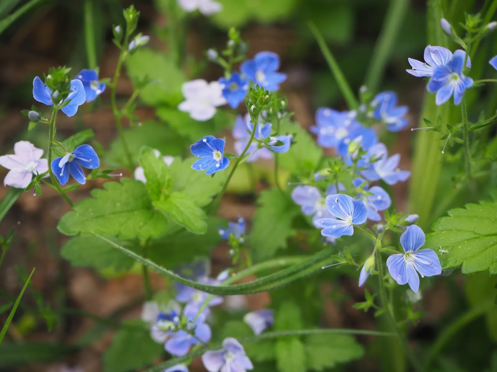 Speedwell (Veronica Repens) — which bring a splash of color and can attract pollinators such as bees and butterflies to the garden; making it an, image 71