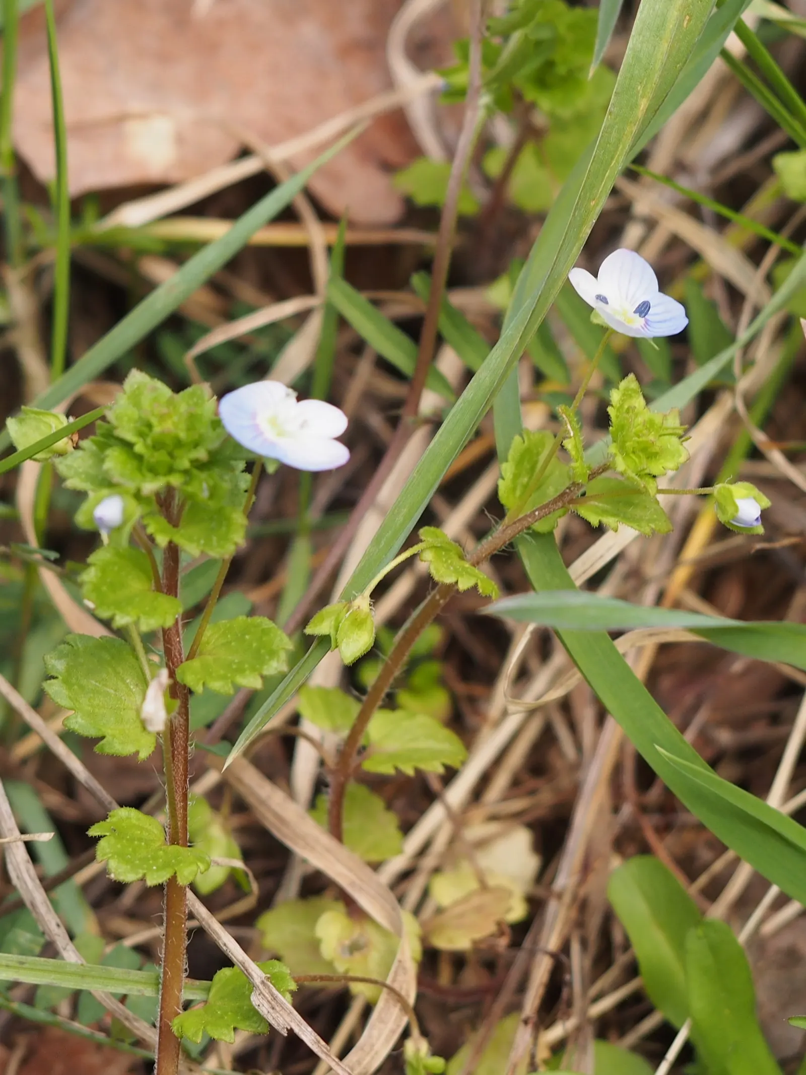 Speedwell (Veronica Repens) — This plant requires minimal maintenance; making it an excellent choice for a variety of landscape designs, image 159