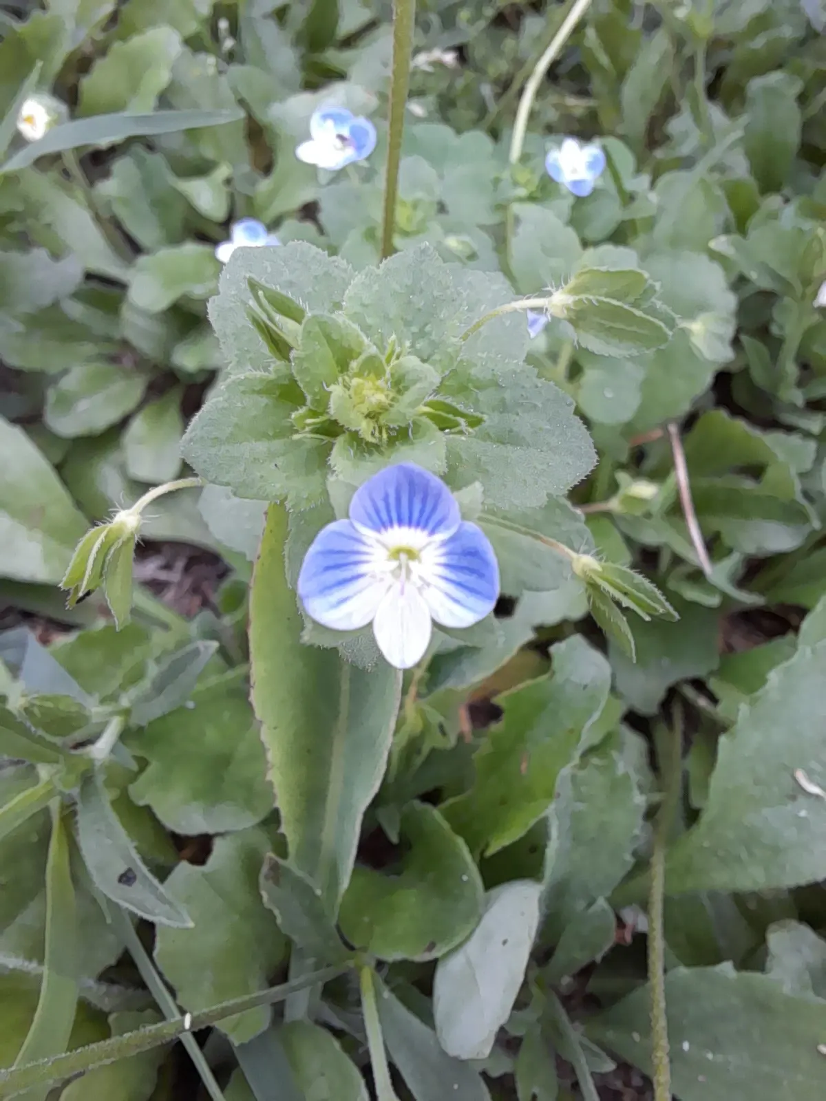 Speedwell (Veronica Repens) — with a spreading habit that can extend outwards to 12 to 18 inches; making it an excellent choice for a variety of, image 95