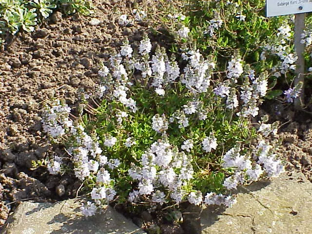 Speedwell (Veronica Repens) — It is versatile enough to tolerate partial shade or full sun; ideally suited for ground cover or between stepping, image 157