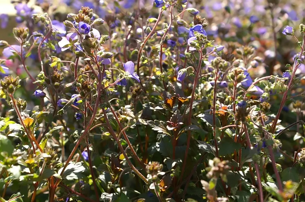Speedwell (Veronica Repens) — Speedwell (Veronica repens) is a low-growing, mat-forming perennial; ideally suited for ground cover or between, image 141