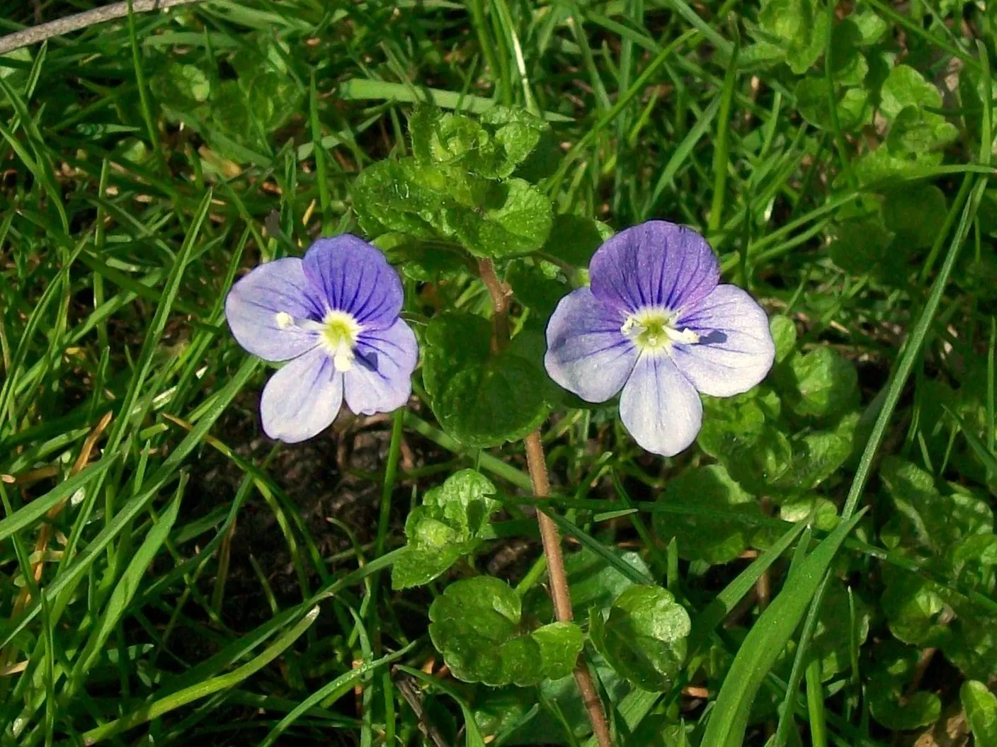 Speedwell (Veronica Repens) — ground cover with white blooms; making it an excellent choice for a variety of landscape designs, image 139