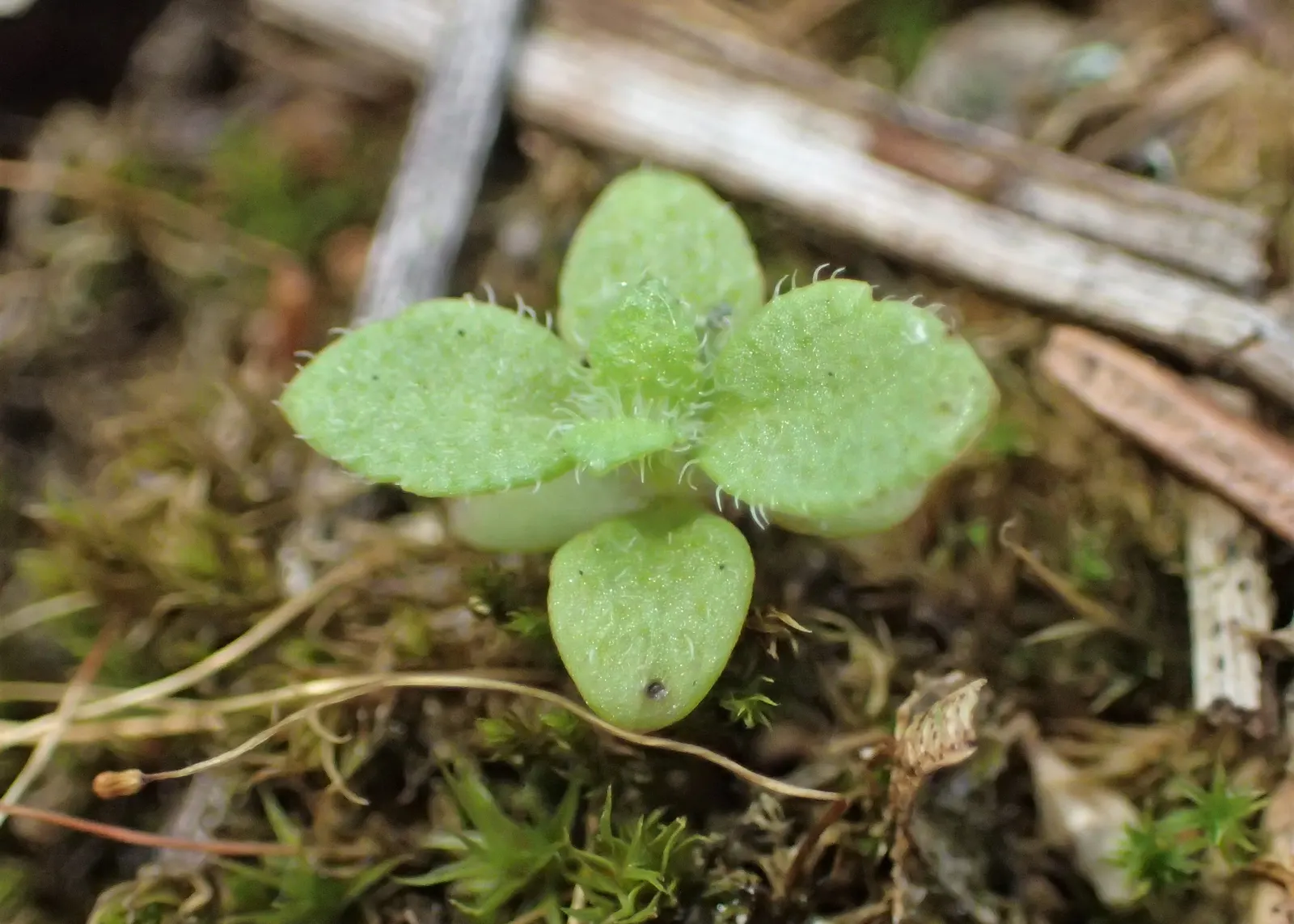 Speedwell (Veronica Repens) — fill in between stepping stones; with a spreading habit that can extend outwards to 12 to 18 inches, image 134