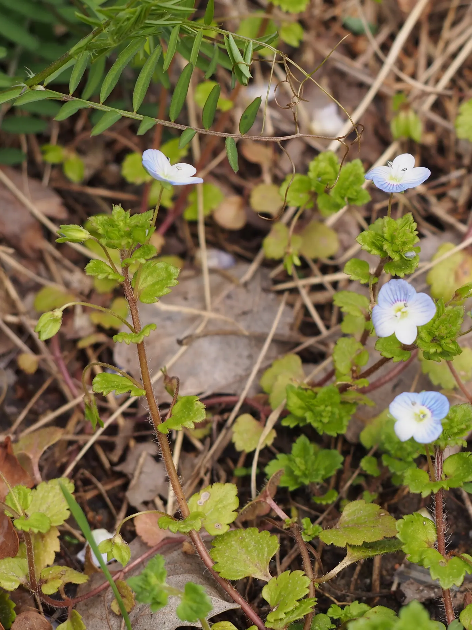 Speedwell (Veronica Repens) — creating a lush carpet of foliage; requiring little care while providing an extended season of visual interest