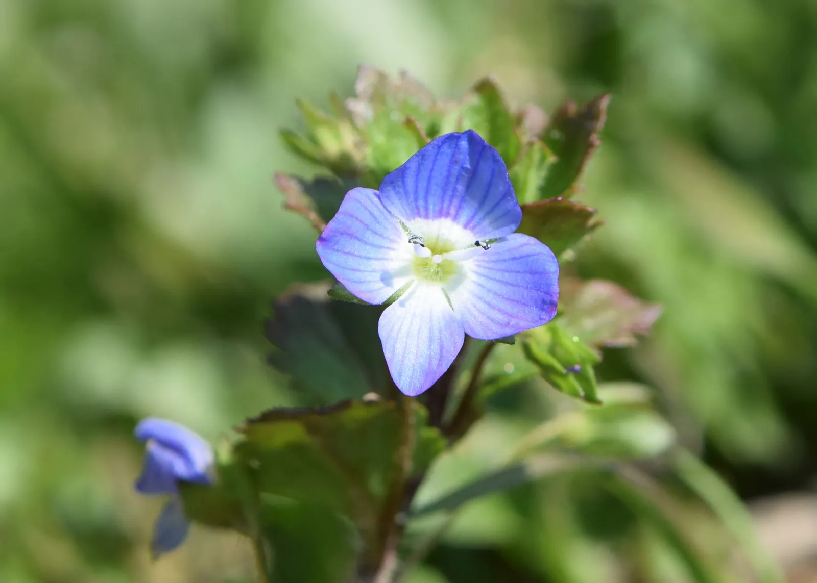 Speedwell (Veronica Repens) — The bloom period lasts for several weeks; requiring little care while providing an extended season of visual interest, image 72