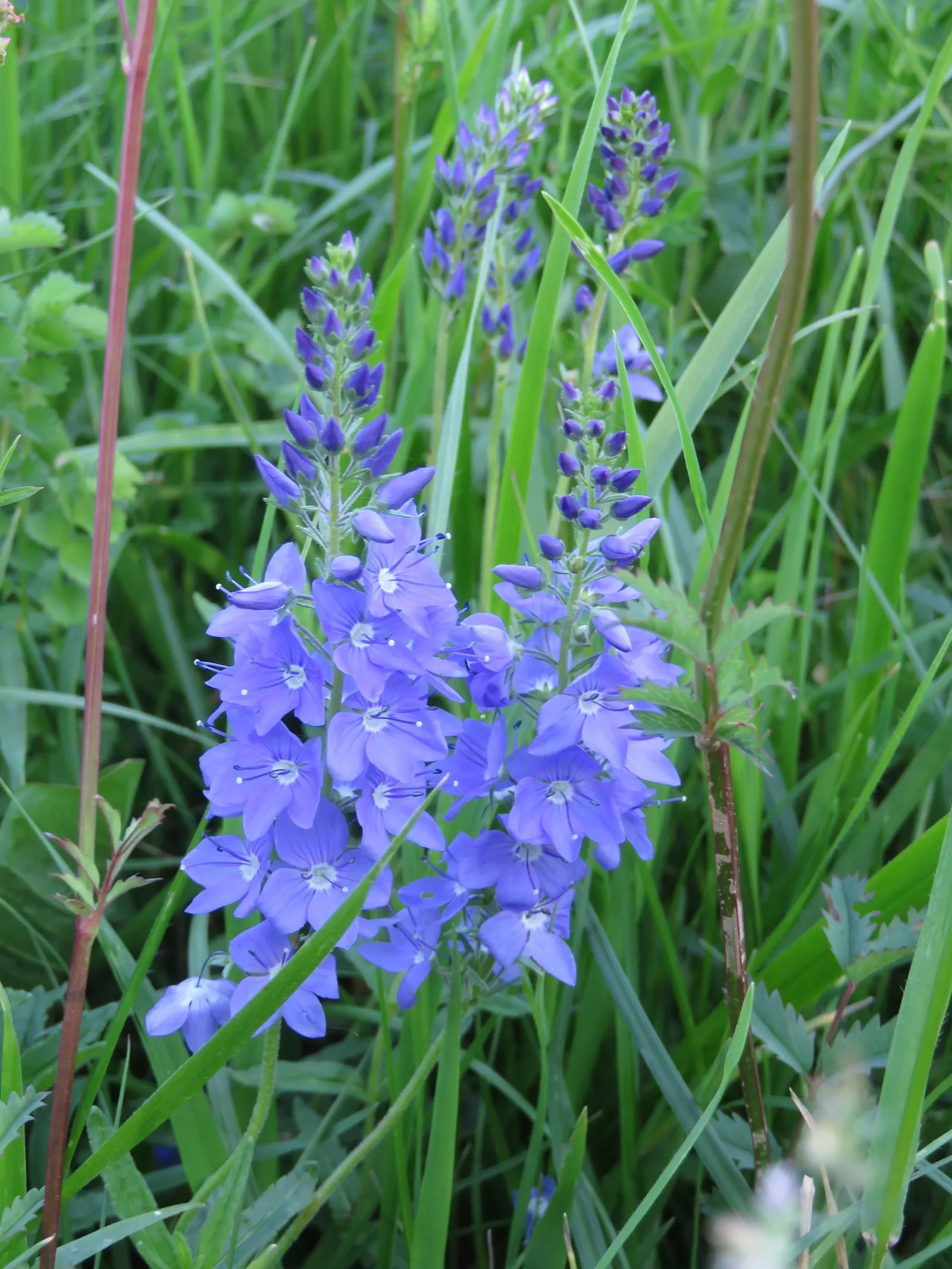 Speedwell (Veronica Repens) — The bloom period lasts for several weeks; requiring little care while providing an extended season of visual interest, image 128