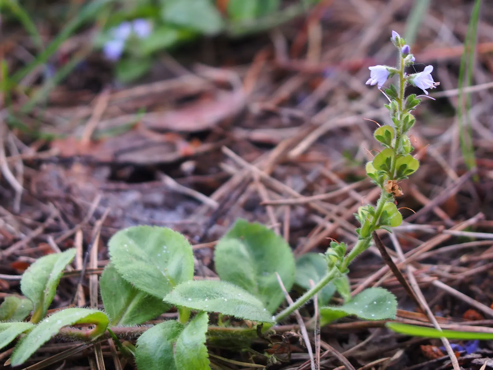 Speedwell (Veronica Repens) — This low-growing plant typically reaches heights of about 1 to 2 inches