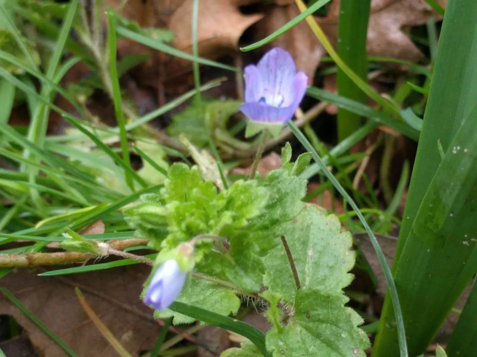 Speedwell (Veronica Repens) — with a spreading habit that can extend outwards to 12 to 18 inches; making it an excellent choice for a variety of landscape