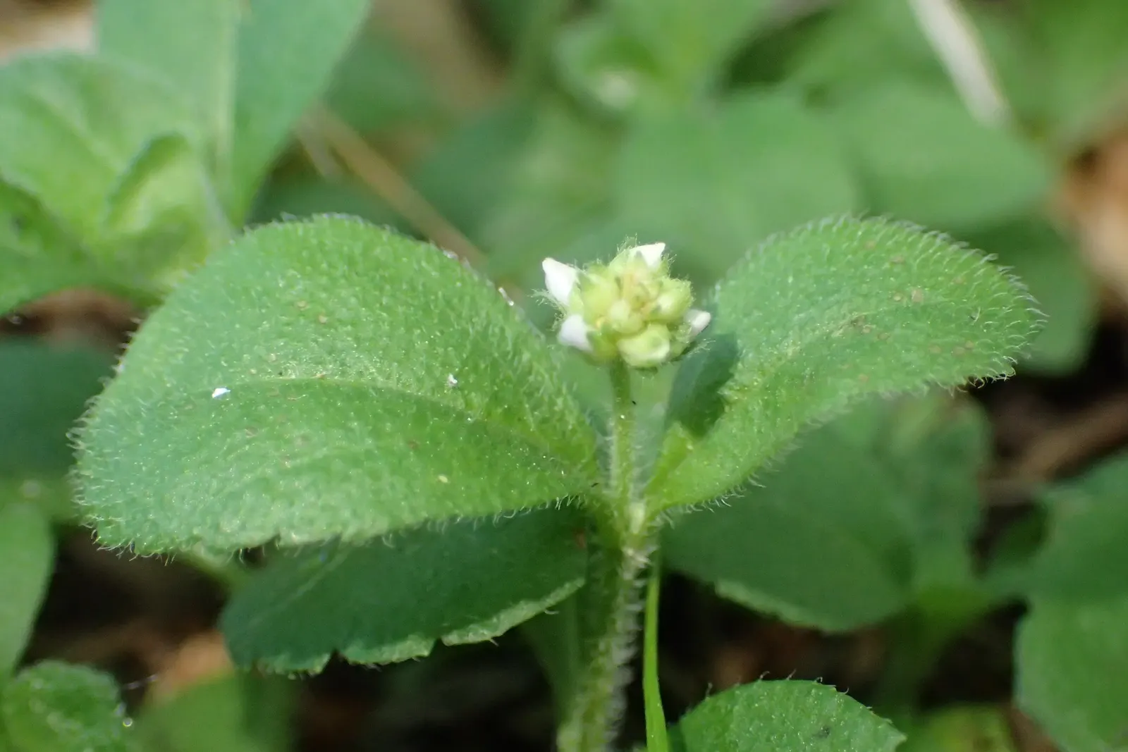 Speedwell (Veronica Repens) — Speedwell (Veronica repens) is a low-growing, mat-forming perennial; ideally suited for ground cover or between, image 85
