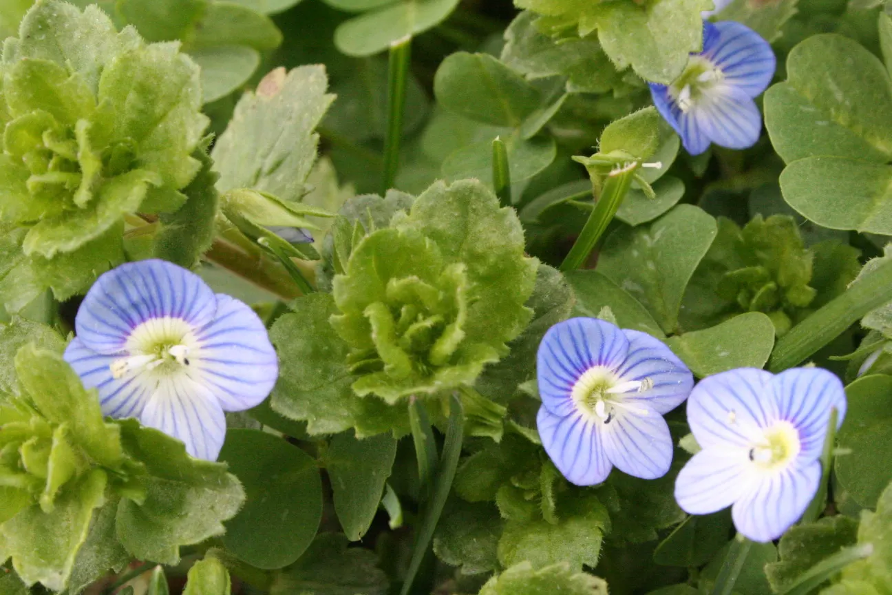 Speedwell (Veronica Repens) — The bloom period lasts for several weeks