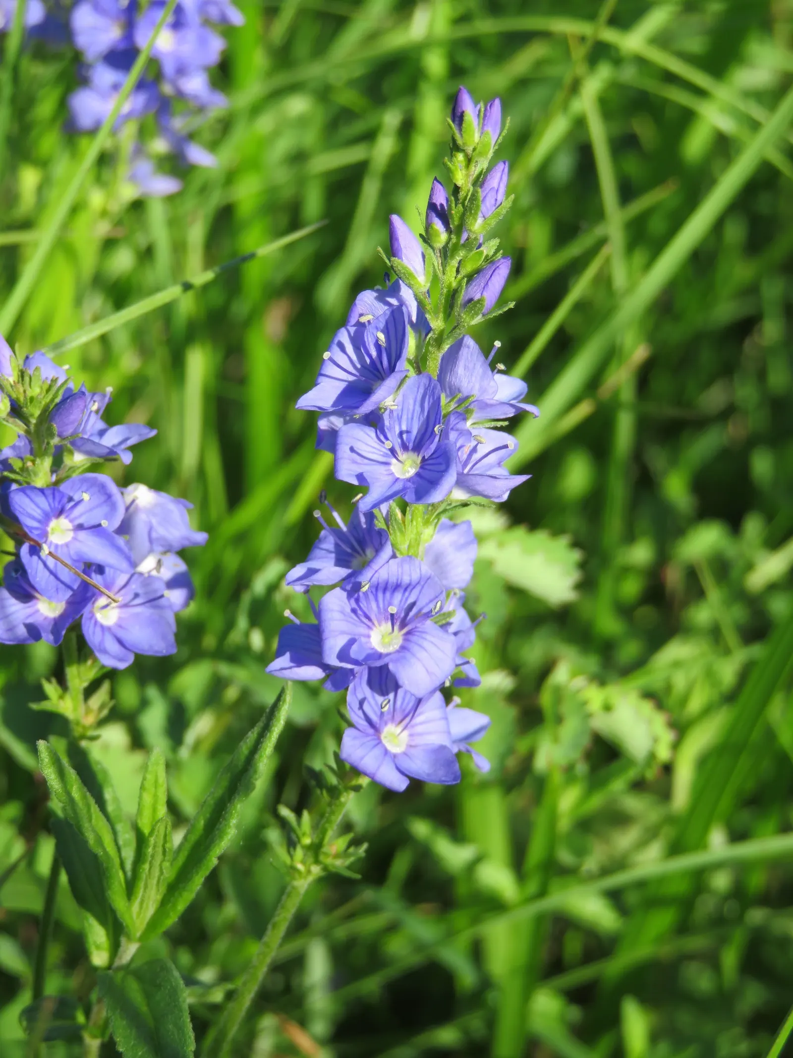 Speedwell (Veronica Repens) — requiring little care while providing an extended season of visual interest; ideally suited for ground cover or, image 165