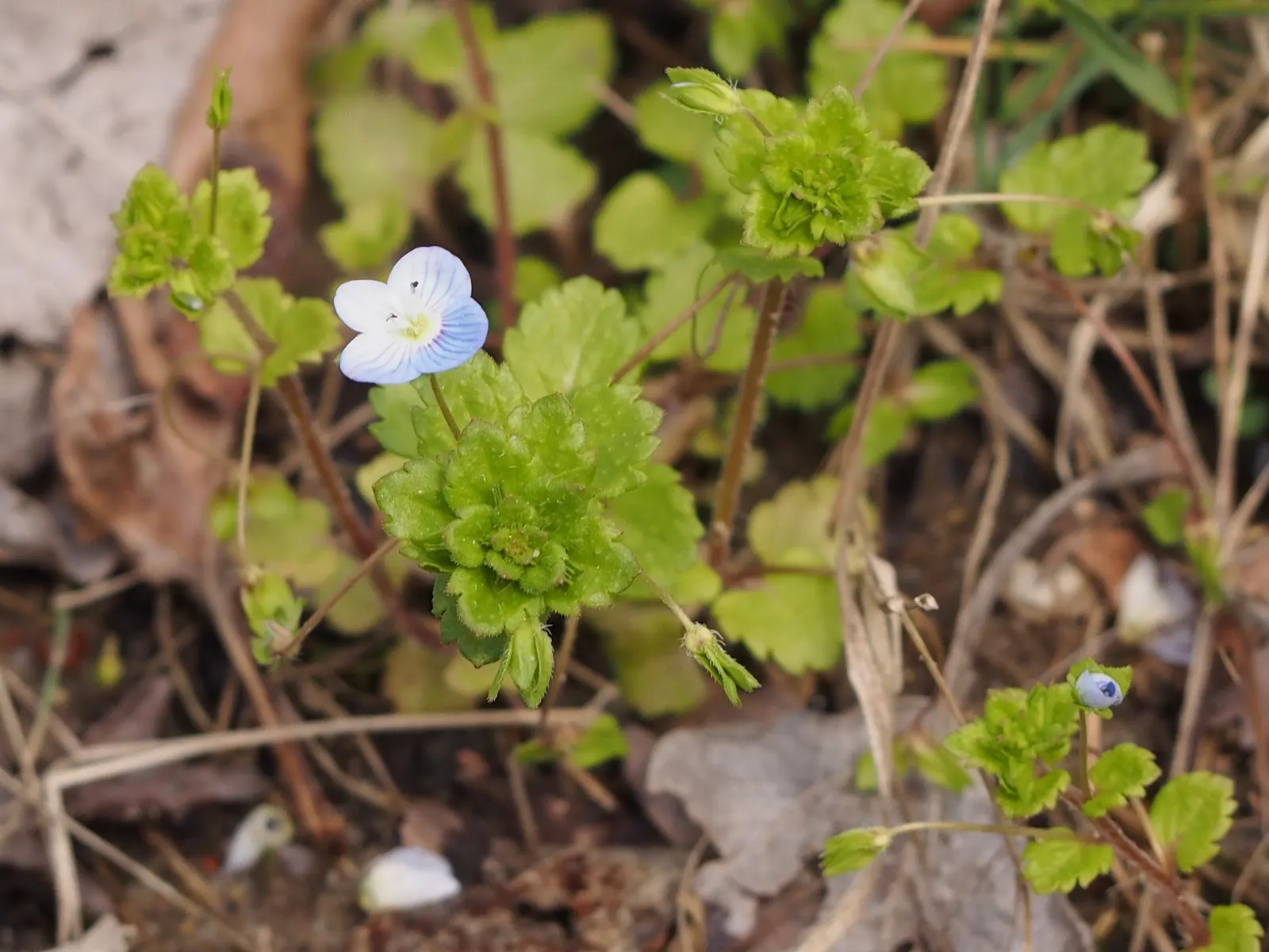 Speedwell (Veronica Repens) — green foliage reaches a height of 1-2 inches; with a spreading habit that can extend outwards to 12 to 18 inches, image 58