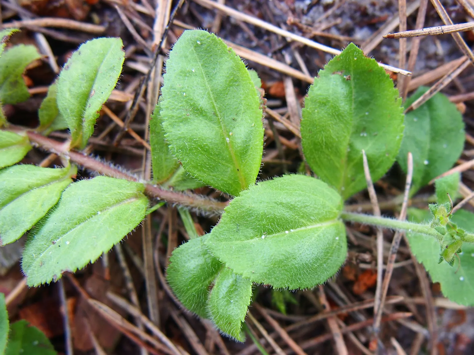 Speedwell (Veronica Repens) — The leaves of Veronica repens are small and glossy; ideally suited for ground cover or between stepping stones, image 97