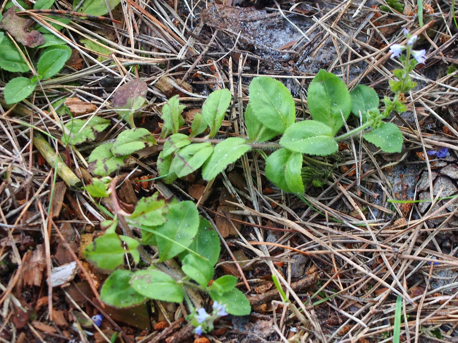 Speedwell (Veronica Repens) — ground cover for full; requiring little care while providing an extended season of visual interest, image 112